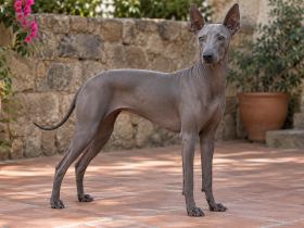Hairless Peruvian Inca Orchid standing in a shaded courtyard
