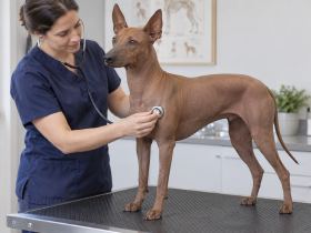 Veterinarian examining a Peruvian Inca Orchid