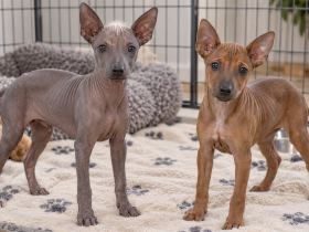 Hairless and coated Peruvian Inca Orchid puppies together