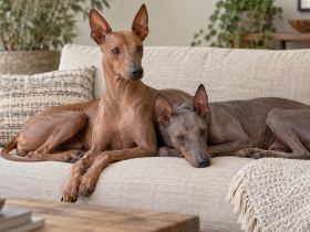 Two Peruvian Inca Orchids relaxing together on a sofa