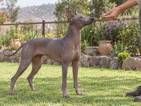 Peruvian Inca Orchid focusing on an owner during training