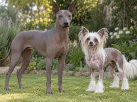 Peruvian Inca Orchid beside a Chinese Crested