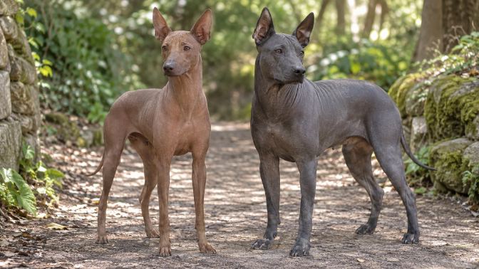 Peruvian Inca Orchid and Xoloitzcuintli standing together