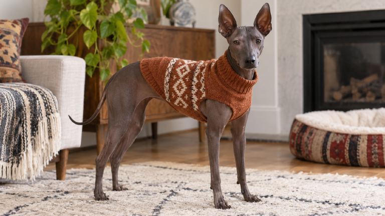 Peruvian Inca Orchid wearing a comfortable sweater indoors