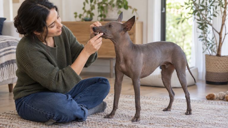 Owner practicing gentle dental handling with a Peruvian Inca Orchid