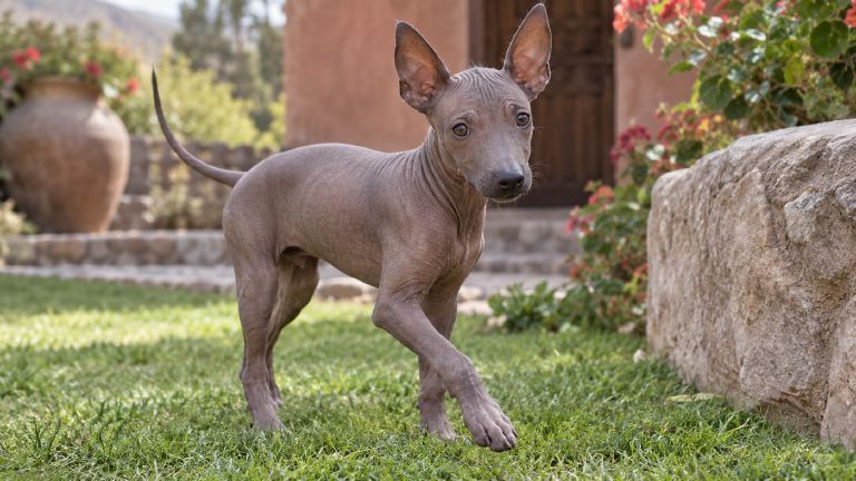 Peruvian Inca Orchid puppy exploring a safe play area