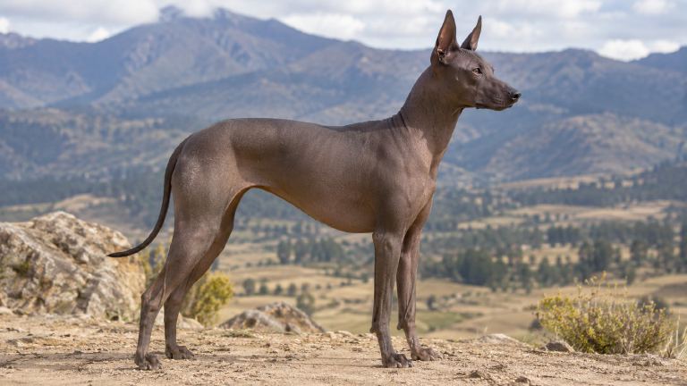 Hairless Peruvian Inca Orchid in full side profile