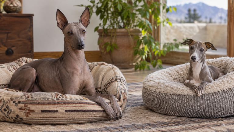 Peruvian Inca Orchid and Italian Greyhound relaxing on separate beds