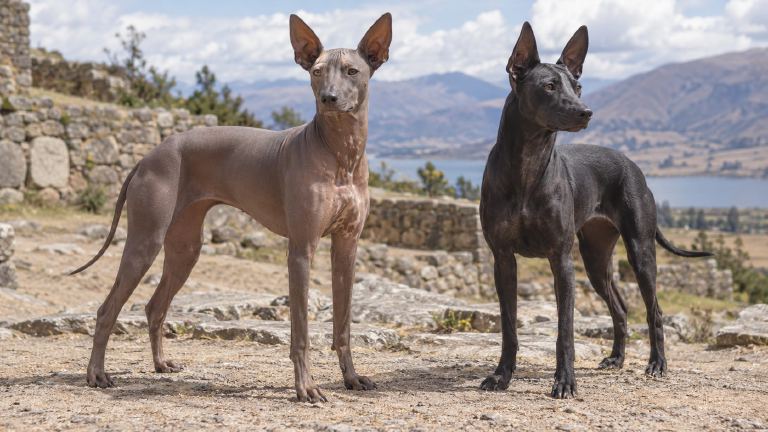 Hairless Peruvian Inca Orchid and coated Xoloitzcuintli